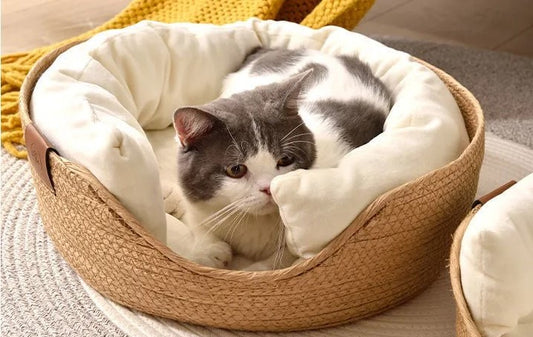 The Ultimate Cat Bed: Comfort, Convenience, and Natural Beauty